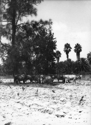Dairy cows standing in the shade of a tree [Hawkesbury Agricultural College (HAC)]