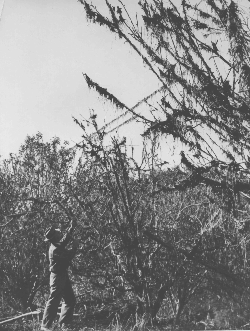 Flood Damage - Colo River [Hawkesbury Agricultural College (HAC)]