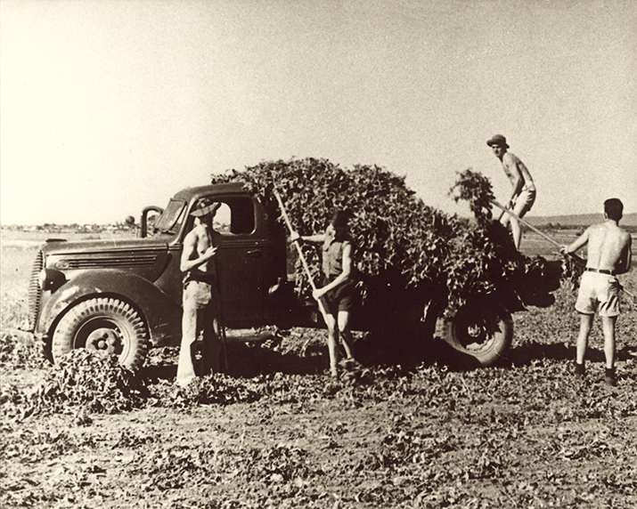 Four students loading a harvested crop onto the tabletop of a ute [Hawkesbury Agricultural College (HAC)]