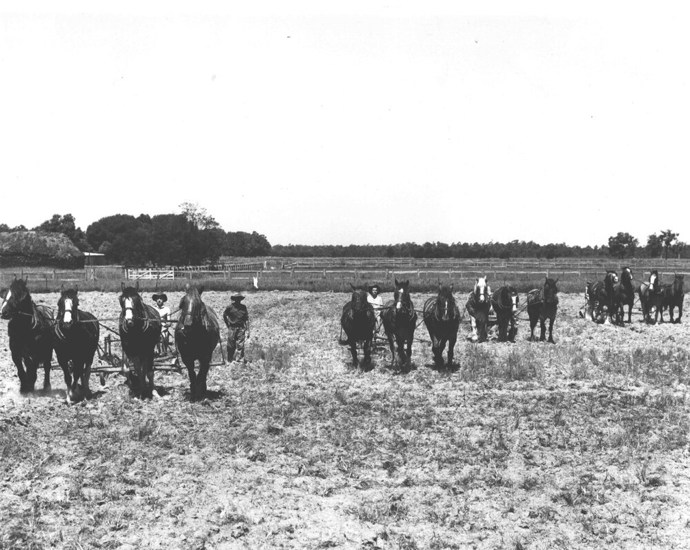 Students ploughing with four teams of horses - an instructor looking on [Hawkesbury Agricultural College (HAC)]
