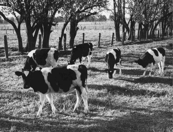 Friesian heifers in paddock [Hawkesbury Agricultural College (HAC)]