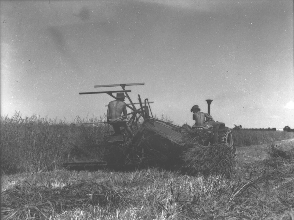 Student driving a tractor pulling a harvester - another student seated on the harvester [Hawkesbury Agricultural College (HAC)]