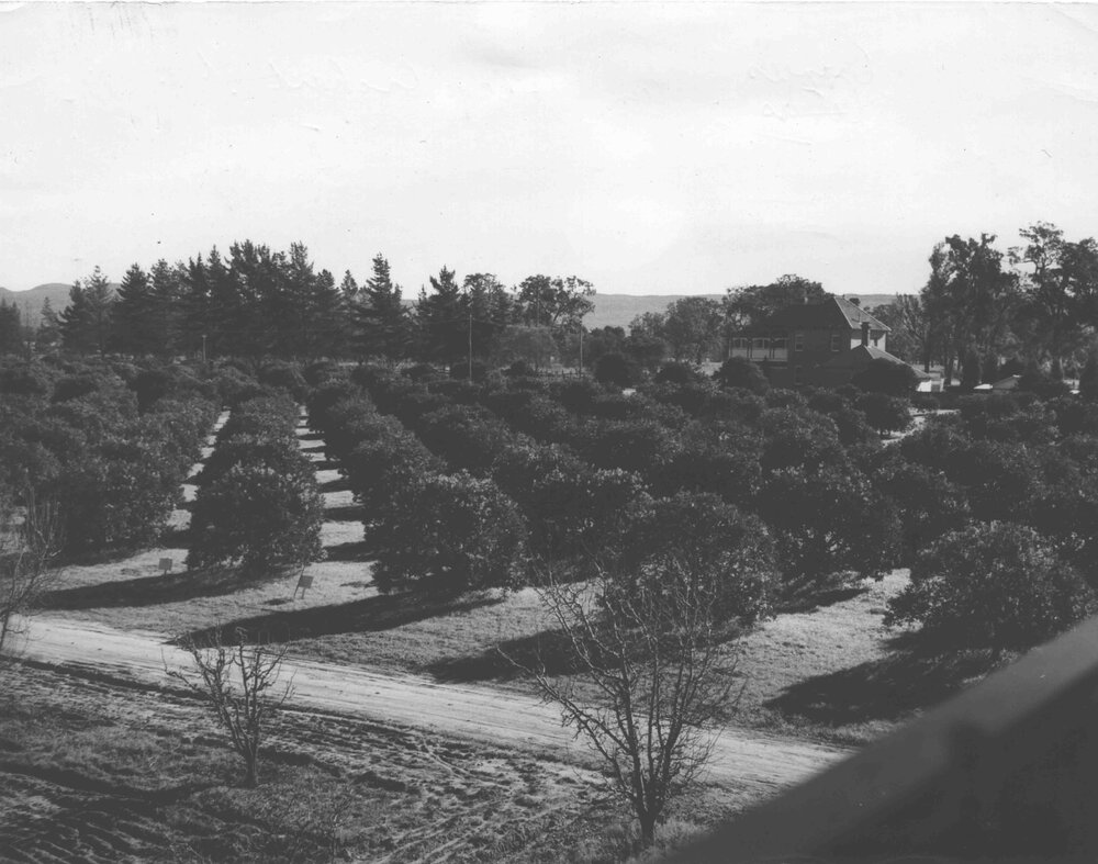 Orange section of College Orchard (Registrar's House in background) [Hawkesbury Agricultural College (HAC)]