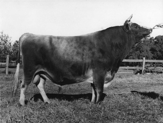 Bull 'Bellavista Samariton' (Print 2 of 2) [Hawkesbury Agricultural College (HAC)]