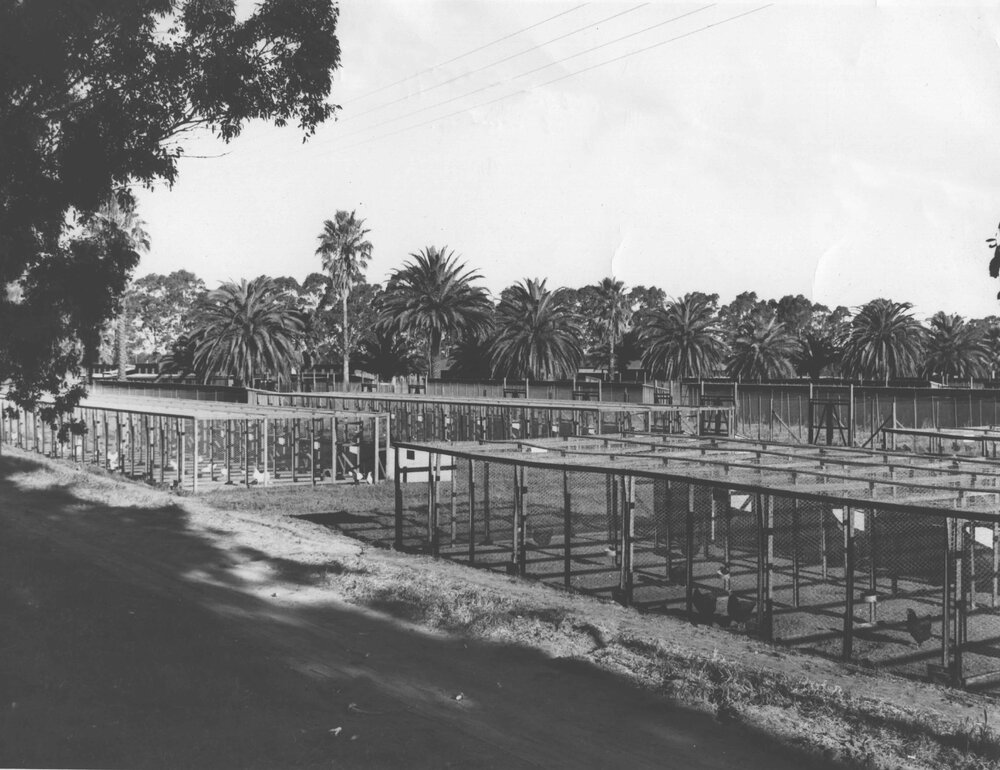 Poultry - College single testing pens, egg laying competition pens [Hawkesbury Agricultural College (HAC)]