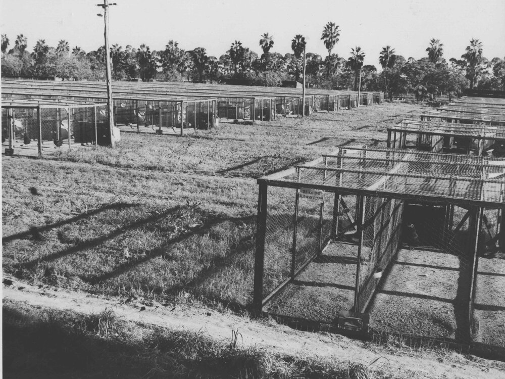 Poultry - Egg Laying Competition Pens (close-up) [Hawkesbury Agricultural College (HAC)]