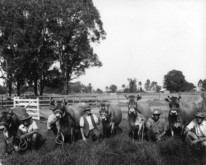 Prize Jerseys cows - looking South towards the Poultry Cottage from area in front of the stud stock shed [Hawkesbury Agricultural College (HAC)]