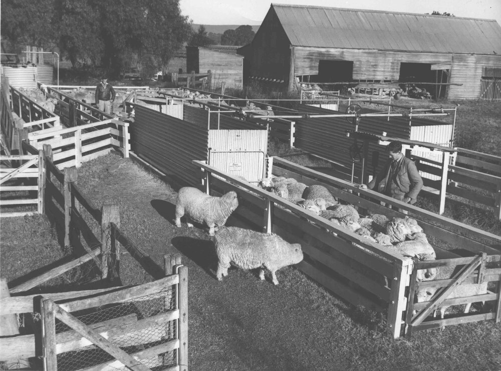 Sheep Sutton - spray and dip yards [Hawkesbury Agricultural College (HAC)]