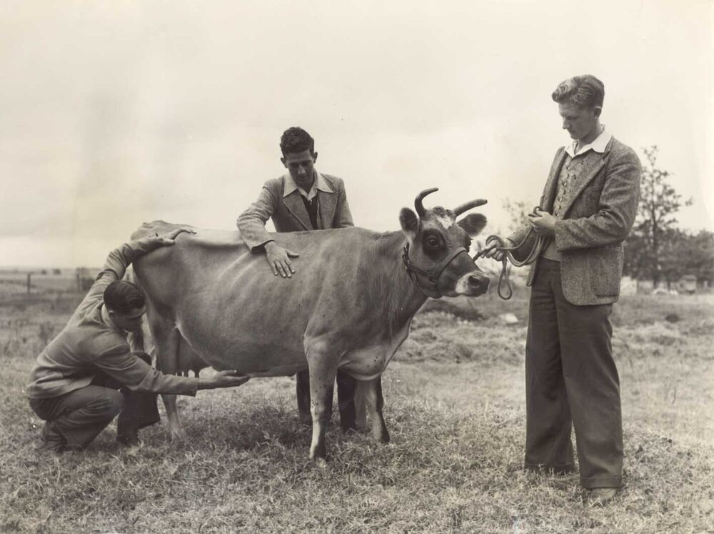 Stock-judging at the British Royal Agricultural Society's Show at York - HAC trained farmers competing [Hawkesbury Agricultural College (HAC)] - Print 1 of 5