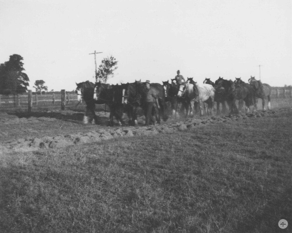Students leading horse teams [Hawkesbury Agricultural College (HAC)]
