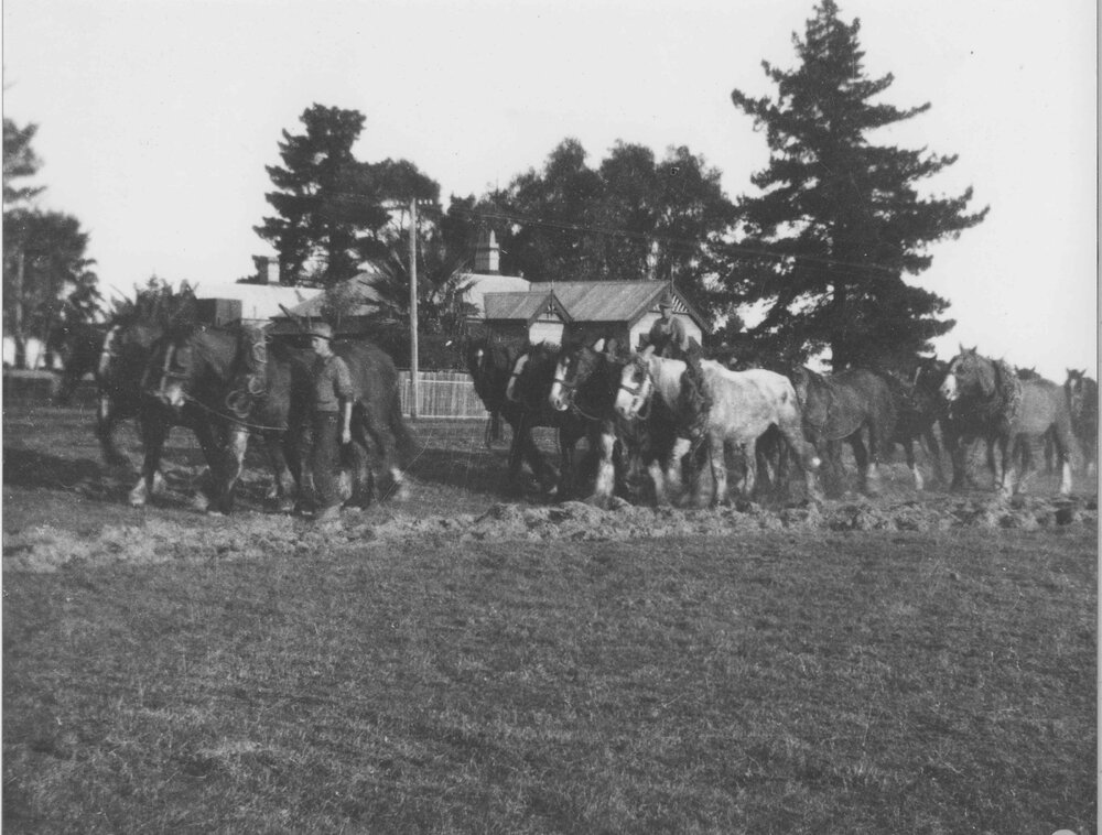 Students leading horse teams [Hawkesbury Agricultural College (HAC)]