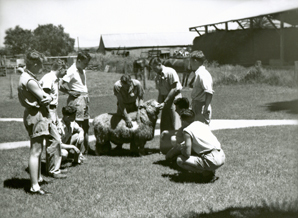Sheep - Students standing around a sheep while an instructor parts the fleece [Hawkesbury Agricultural College (HAC)]