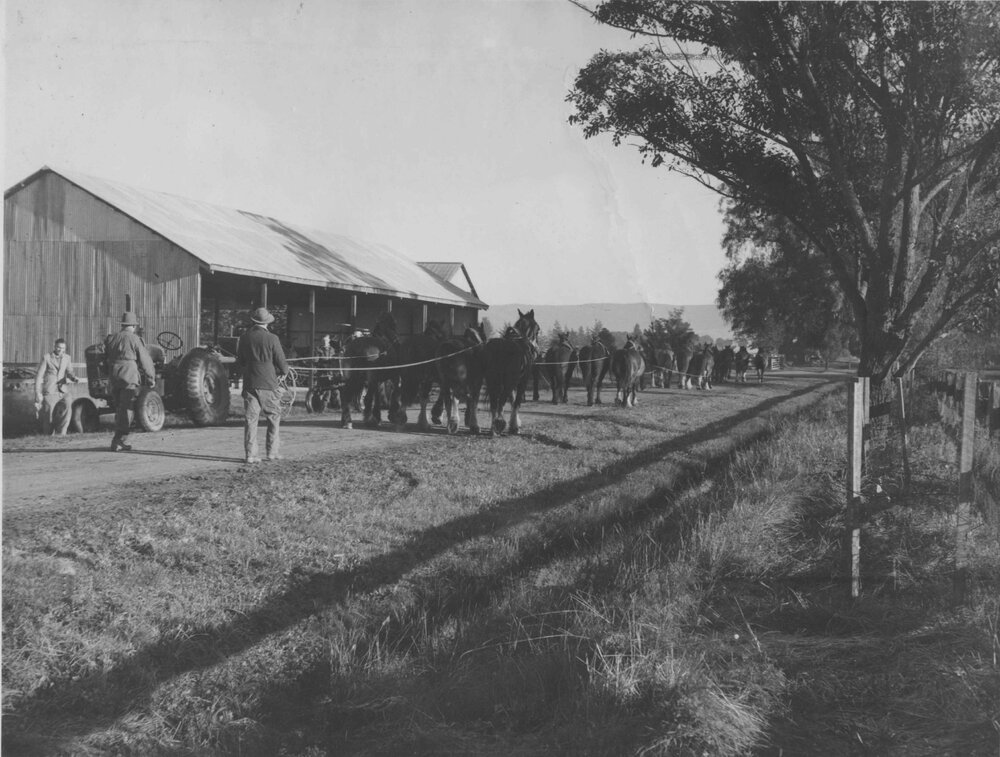 Teams of horses passing a large farm shed, setting out for work in the fields - two tractors parked by the side of the dirt road [Hawkesbury Agricultural College (HAC)]