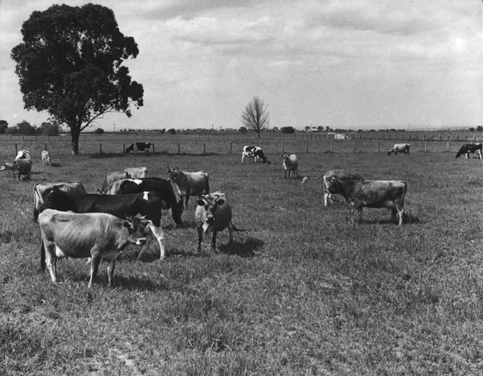 The College herd - looking North-East and on the right hand side of Diary Lane [Hawkesbury Agricultural College (HAC)]