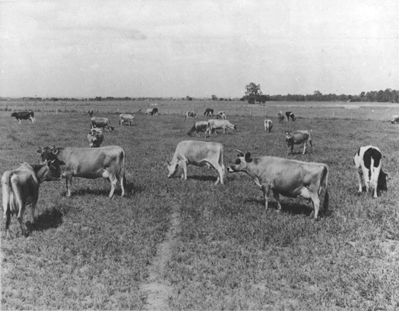 Herd of cows in fields - Jersey and Friesian [Hawkesbury Agricultural College (HAC)]