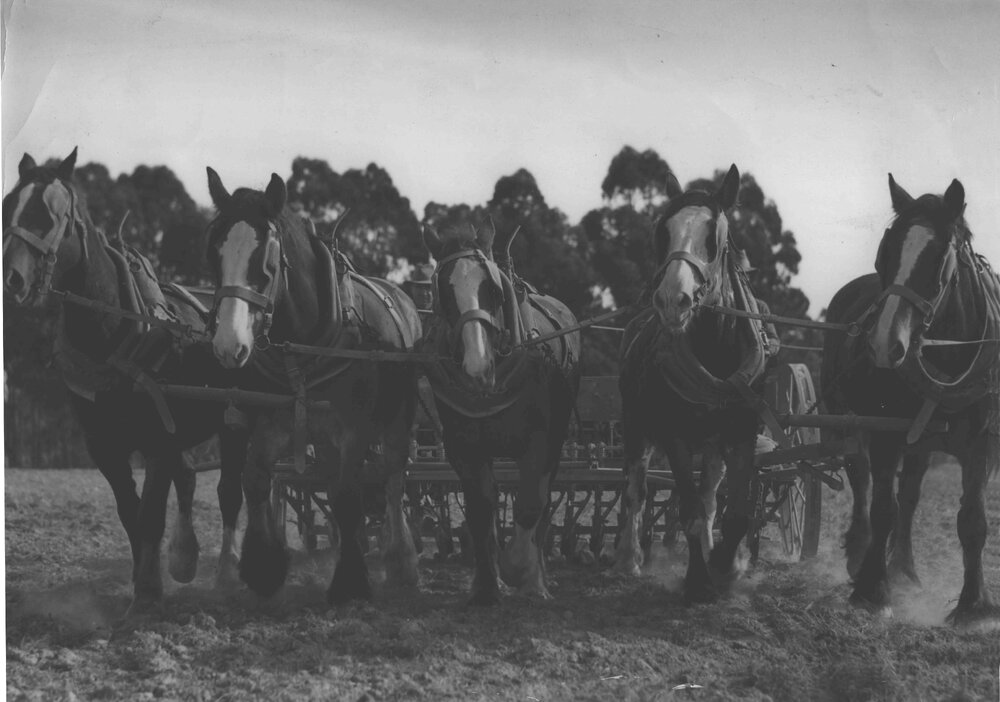 Student ploughing with a team of five horses [Hawkesbury Agricultural College (HAC)]