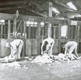 Shearing Shed (interior) - Students shearing sheep with mechanical shears [Hawkesbury Agricultural College (HAC)]