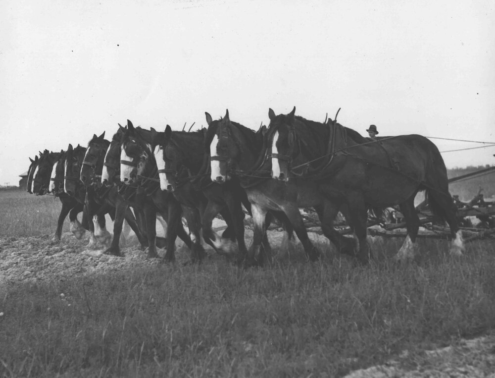 Two five-horse teams pulling ploughs [Hawkesbury Agricultural College (HAC)]