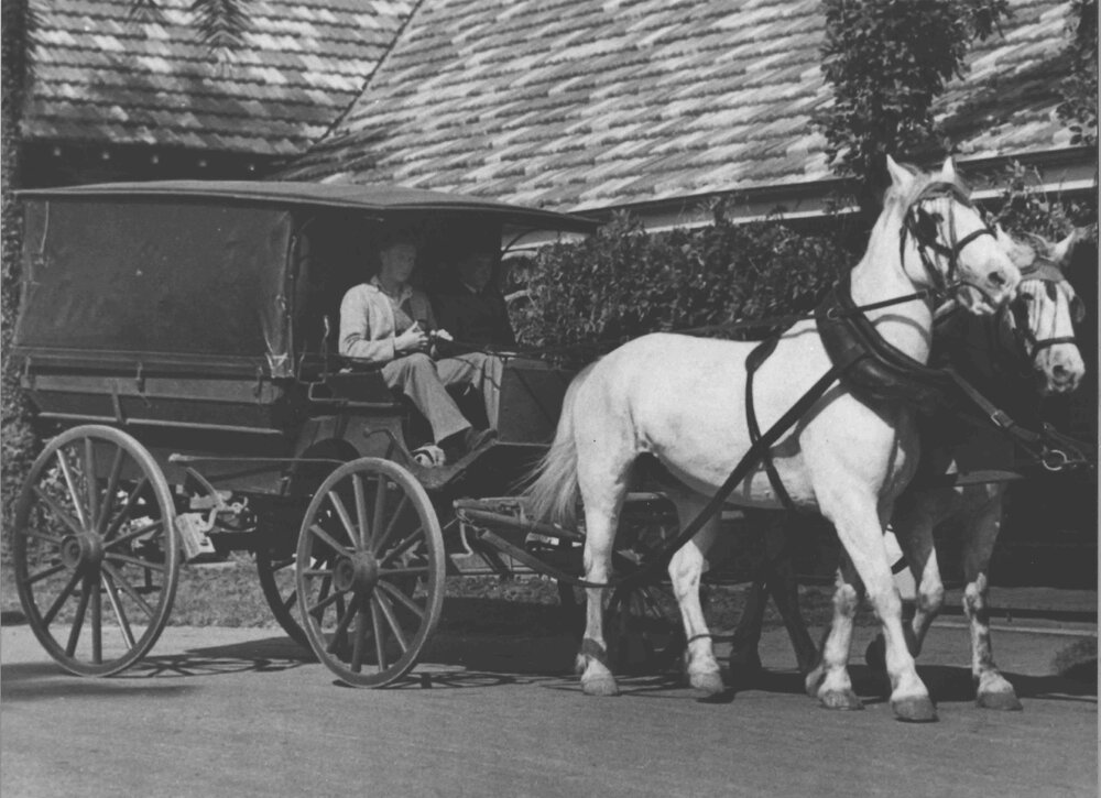 Two students seated in a drag - two white horses harnessed - outside Main Building [Hawkesbury Agricultural College (HAC)]