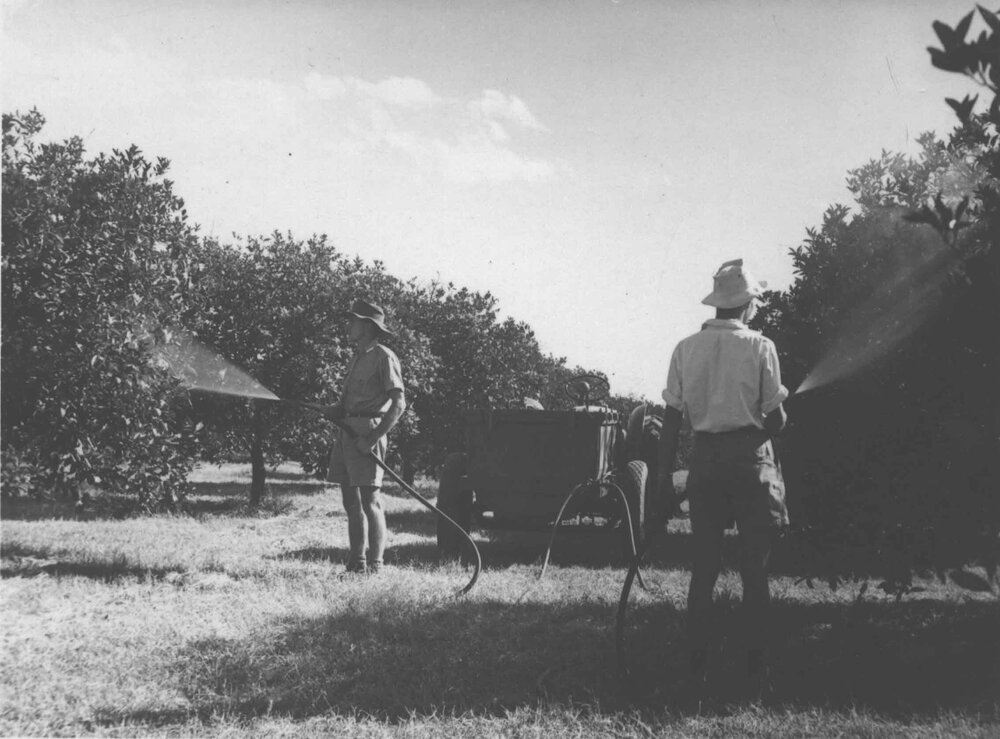 Two students spraying fruit trees [Hawkesbury Agricultural College (HAC)]