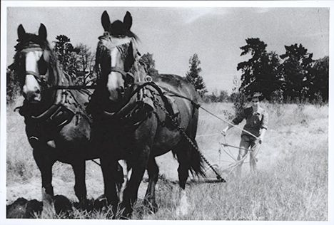 Women's Land Army: Woman ploughing with a two horse team [Hawkesbury Agricultural College (HAC)]