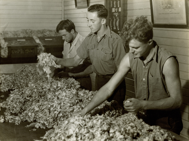 Wool classing - Third year students would do it once a week [Hawkesbury Agricultural College (HAC)]