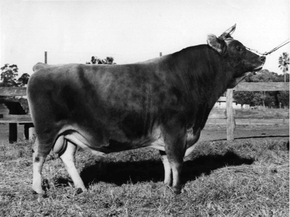 Bull 'Bellavista Samariton' (Print 1 of 2) [Hawkesbury Agricultural College (HAC)]