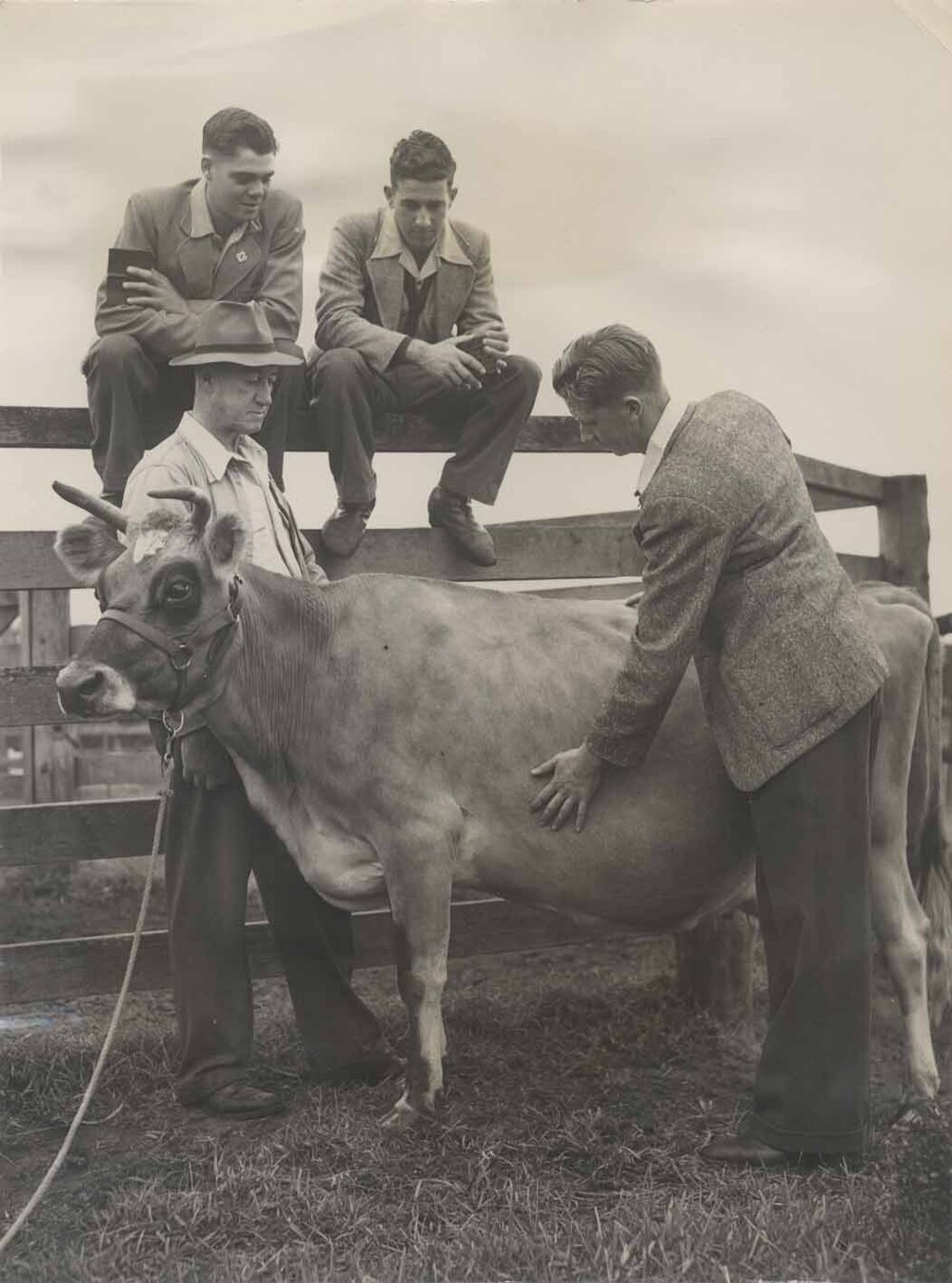 Stock-judging at the British Royal Agricultural Society's Show at York - HAC trained farmers competing [Hawkesbury Agricultural College (HAC)] - Print 4 of 5