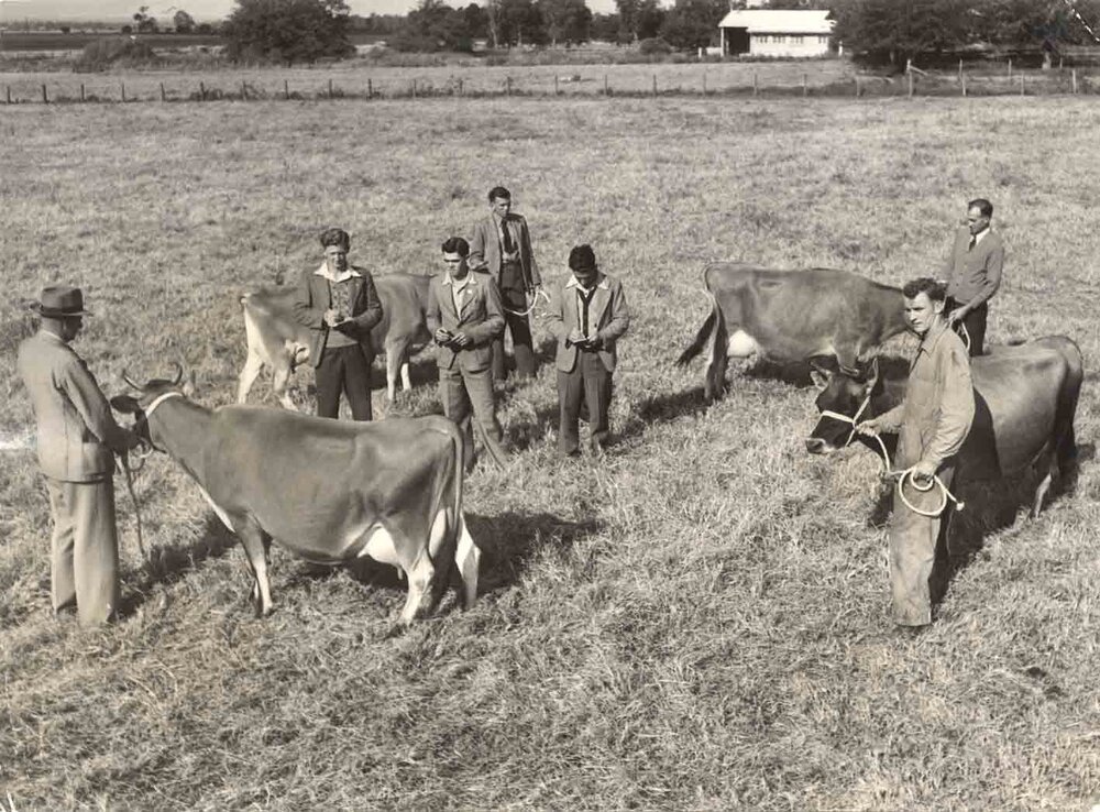 Stock-judging at the British Royal Agricultural Society's Show at York - HAC trained farmers competing [Hawkesbury Agricultural College (HAC)] - Print 5 of 5