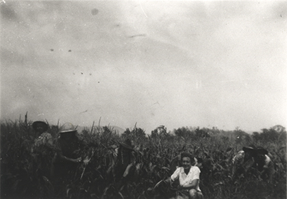 Women's Land Army: Faming activities (print 05 of 12) - Six women in a field of corn [Hawkesbury Agricultural College (HAC)]