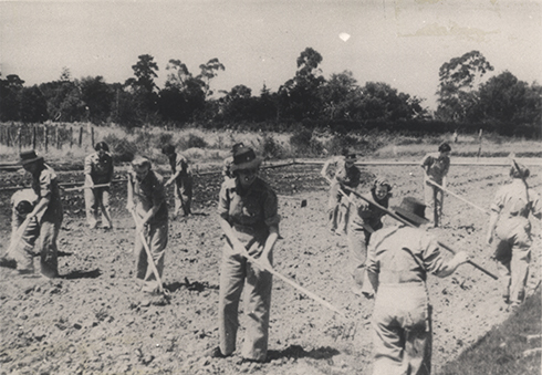 Women's Land Army: Faming activities (print 10 of 12) - Women in overalls working with hoes in a field [Hawkesbury Agricultural College (HAC)]
