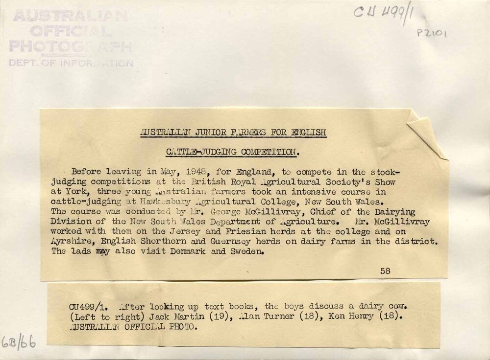 Stock-judging at the British Royal Agricultural Society's Show at York - Text from rear of photograph P2101 (print 2 of 5) [Hawkesbury Agricultural College (HAC)]