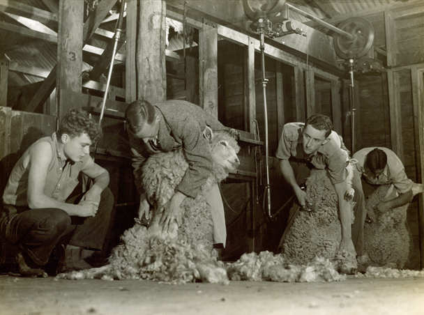 Shearing Shed (interior) - Students (third year) shearing sheep with mechanical shears [Hawkesbury Agricultural College (HAC)]