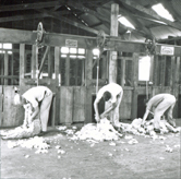 Shearing Shed (interior) - Students shearing sheep with mechanical shears [Hawkesbury Agricultural College (HAC)]