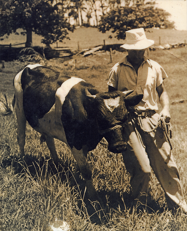 Man with Friesian Bull at Alne Bank (the Hindmarsh family home at Gerringong - New South Wales)