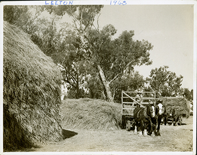 Stacking sub clover rye grass hay - Leeton experimental farm - 1943