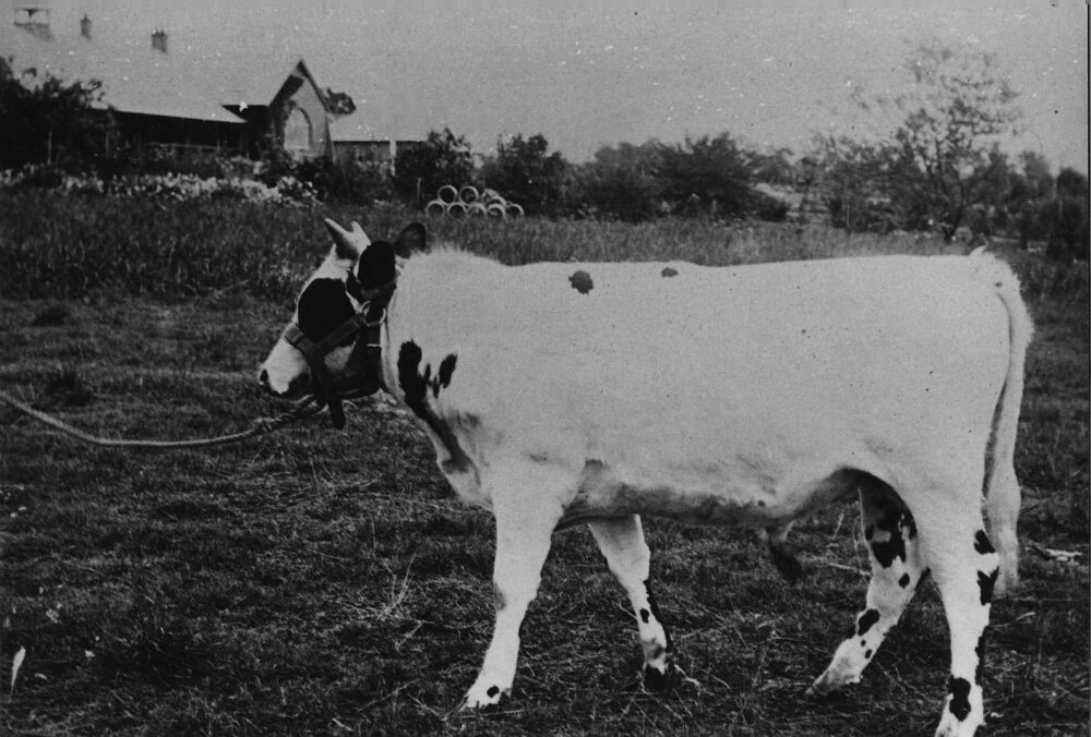 Bull being led across a field in front of the Administration Building [Hawkesbury Agricultural College (HAC)]