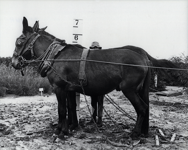 Checking the height of two harnessed mules - Student standing behind holding a height chart [Hawkesbury Agricultural College (HAC)]