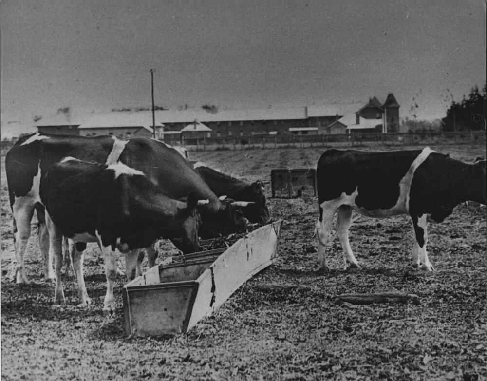 Cows feeding from a trough with the Quadrangle in the background [Hawkesbury Agricultural College (HAC)]