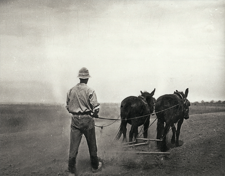 Cultivating - Student working two-mule team [Hawkesbury Agricultural College (HAC)]