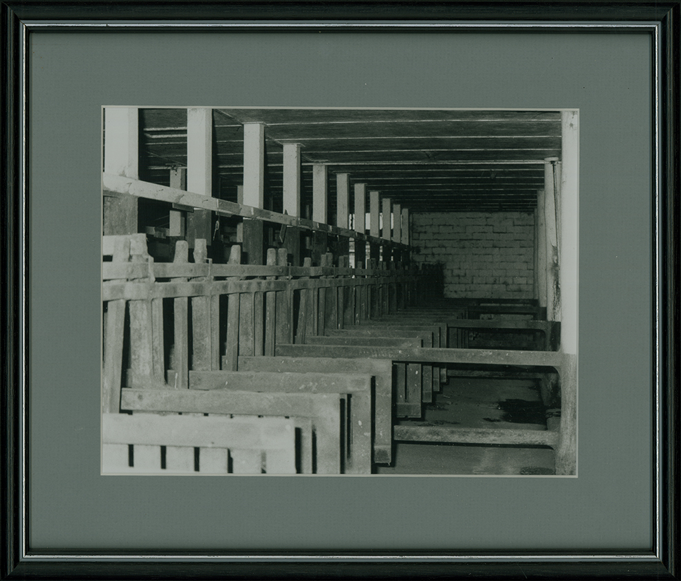 Dairy Bails (interior) - Milking stalls [Hawkesbury Agricultural College (HAC)]