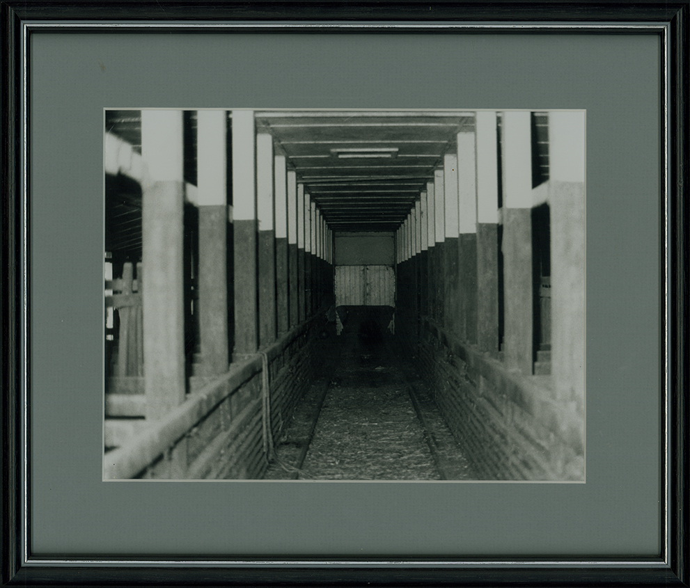 Dairy Bails (interior) - Milking stalls view down the main corridor [Hawkesbury Agricultural College (HAC)]