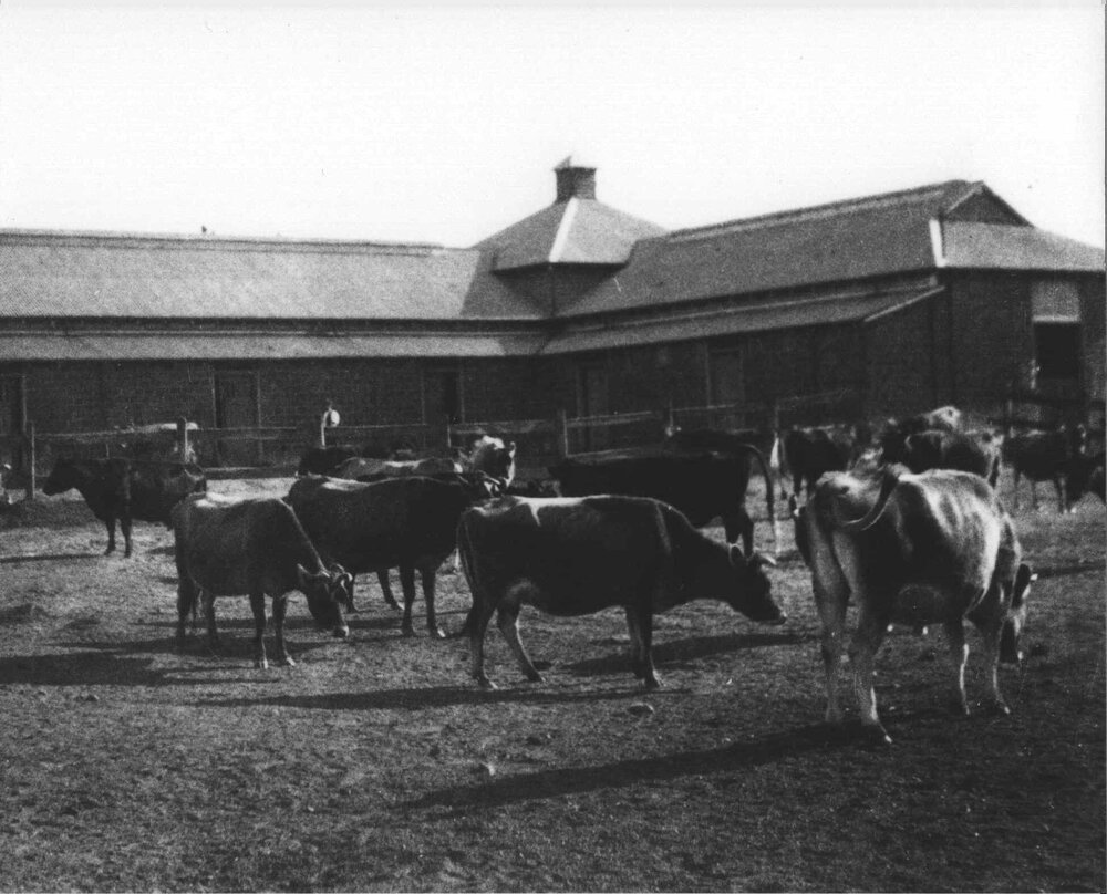 Dairy bails with cows standing in yard [Hawkesbury Agricultural College (HAC)]