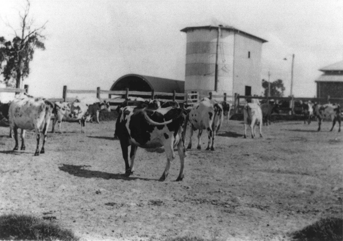 Dairy yard (mainly Ayrshire cattle) and silos - looking South [Hawkesbury Agricultural College (HAC)]