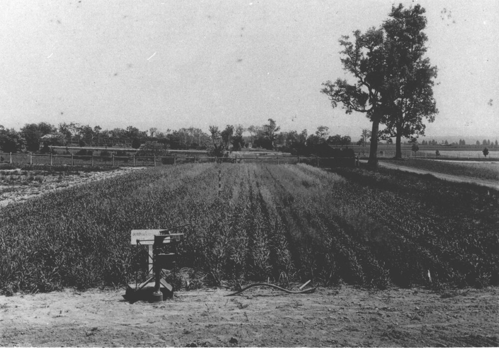 Experimental Plots: Grass garden [Hawkesbury Agricultural College (HAC)]