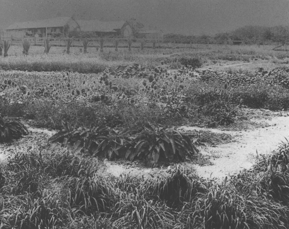 Experimental Plots: Grass Garden and area in front of Main Building [Hawkesbury Agricultural College (HAC)]