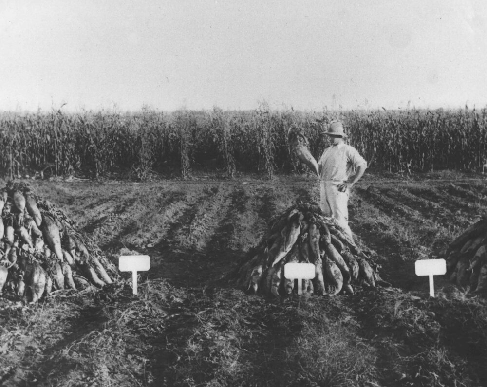 Experimental Plots: Harvesting an experiment - a student standing in a field of harvested mangel-wurzels [Hawkesbury Agricultural College (HAC)]