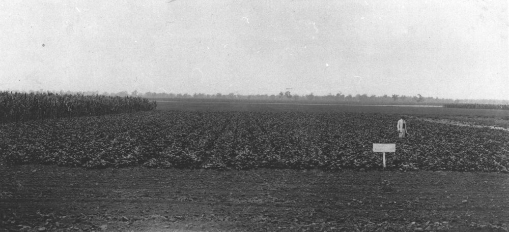 Experimental Plots: Man (staff member?) standing in the field [Hawkesbury Agricultural College (HAC)]