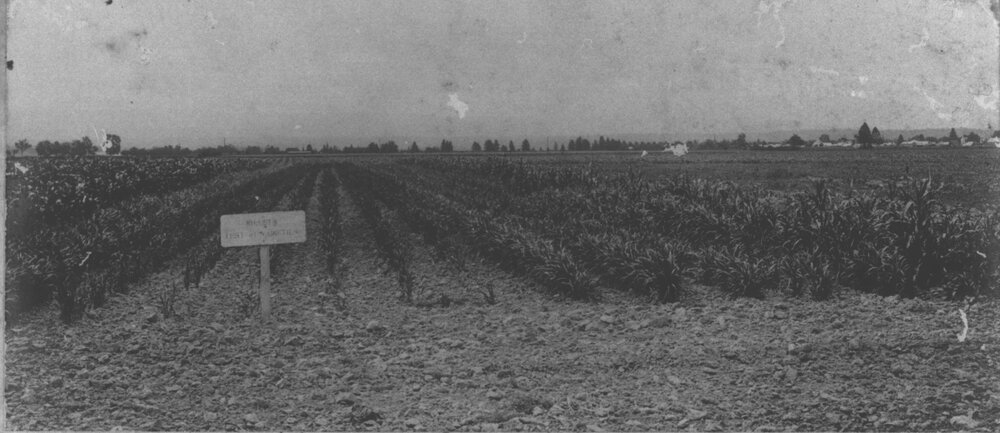 Experimental Plots: Millet [Hawkesbury Agricultural College (HAC)]