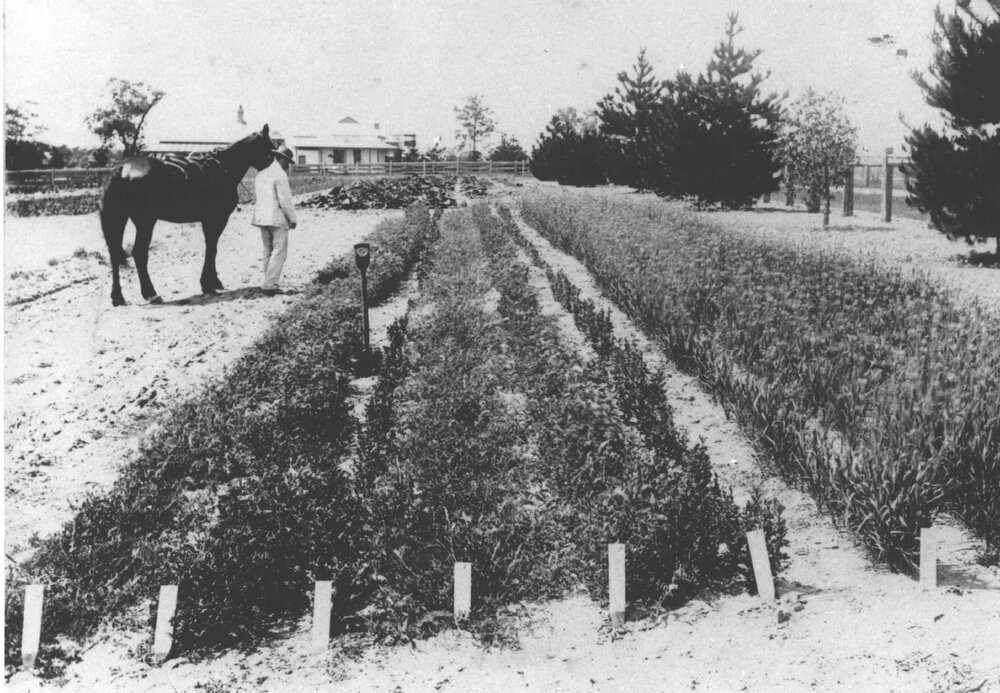 Experimental Plots: Well-dressed man leading his horse and inspecting the grass garden [Hawkesbury Agricultural College (HAC)]